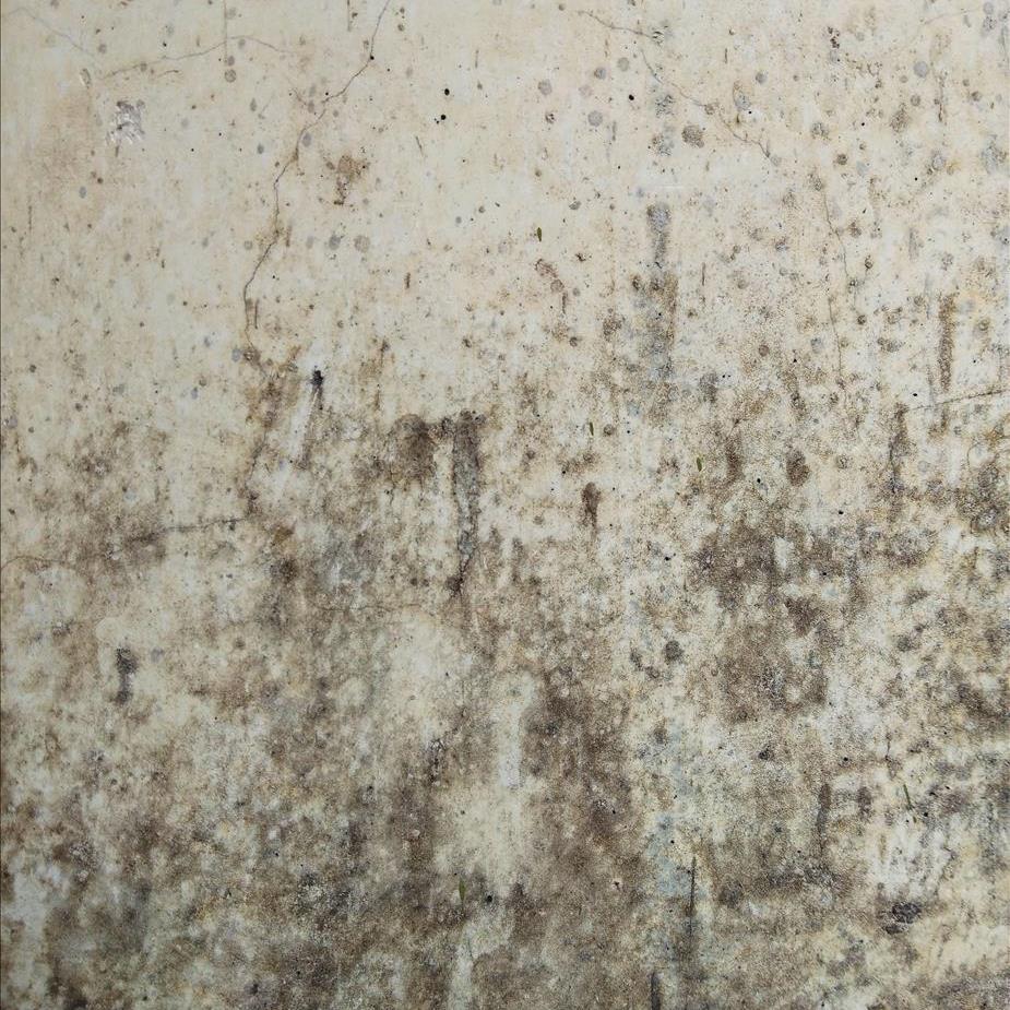 Black mold on an old Wall